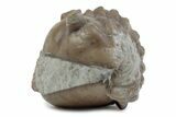 Bargain, Enrolled Fossil Asaphus Expansus Trilobite - Russia #363211-2